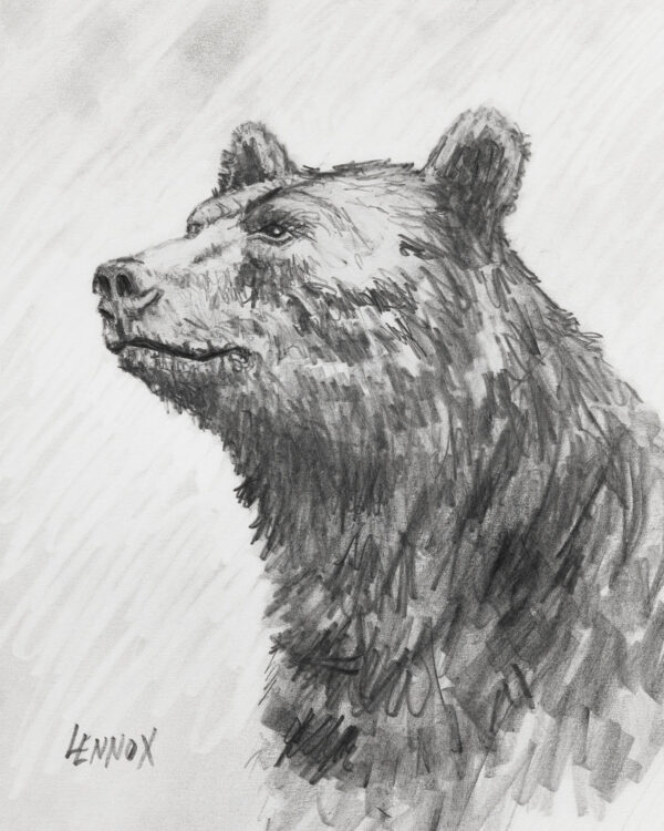 001-sir-bear-graphite-image